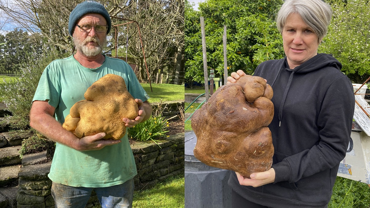 আলুর ওজন ৮ কেজি