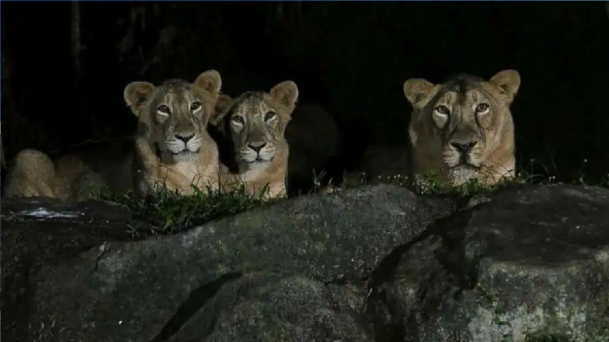 এবার সিংহের দেহে পাওয়া গেলো করোনা