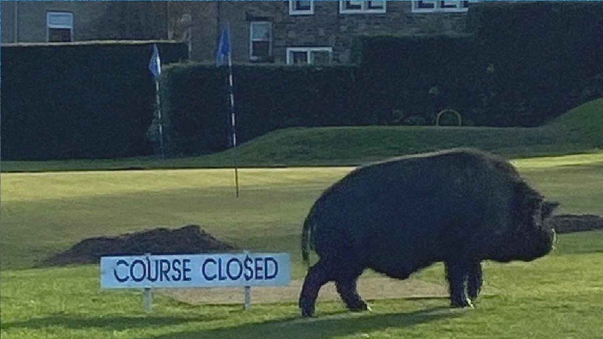 গলফ মাঠে শুকর ঢুকে লঙ্কা কাণ্ড!