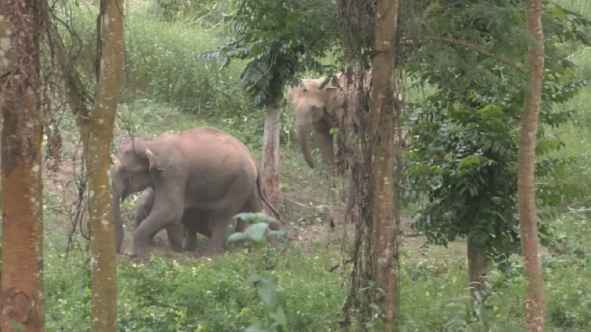 শেরপুরে আবারও বন্য হাতির তান্ডব
