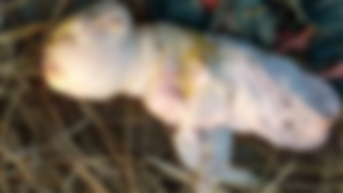 মানুষের মতো দেখতে বাচ্চার জন্ম দিল ছাগল!