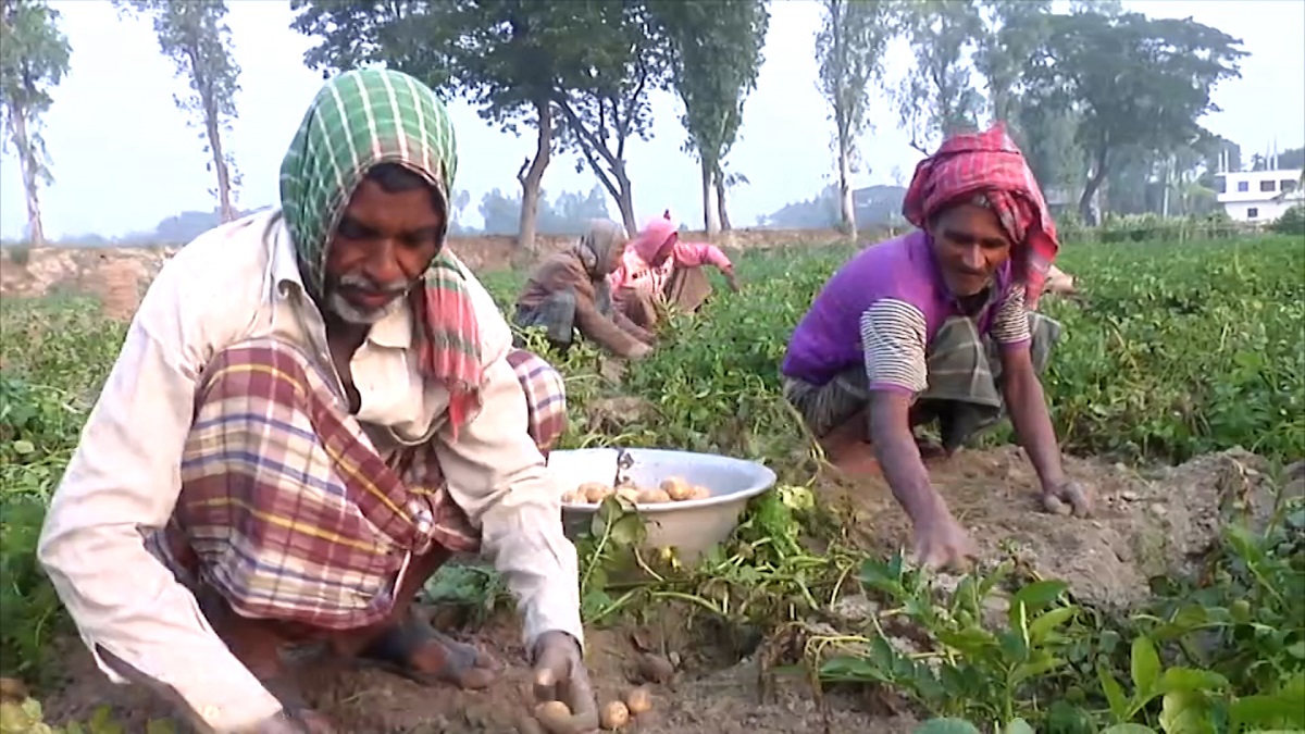 আগাম জাতের আলুতে দাম নিয়ে অসন্তুষ্ট কৃষক