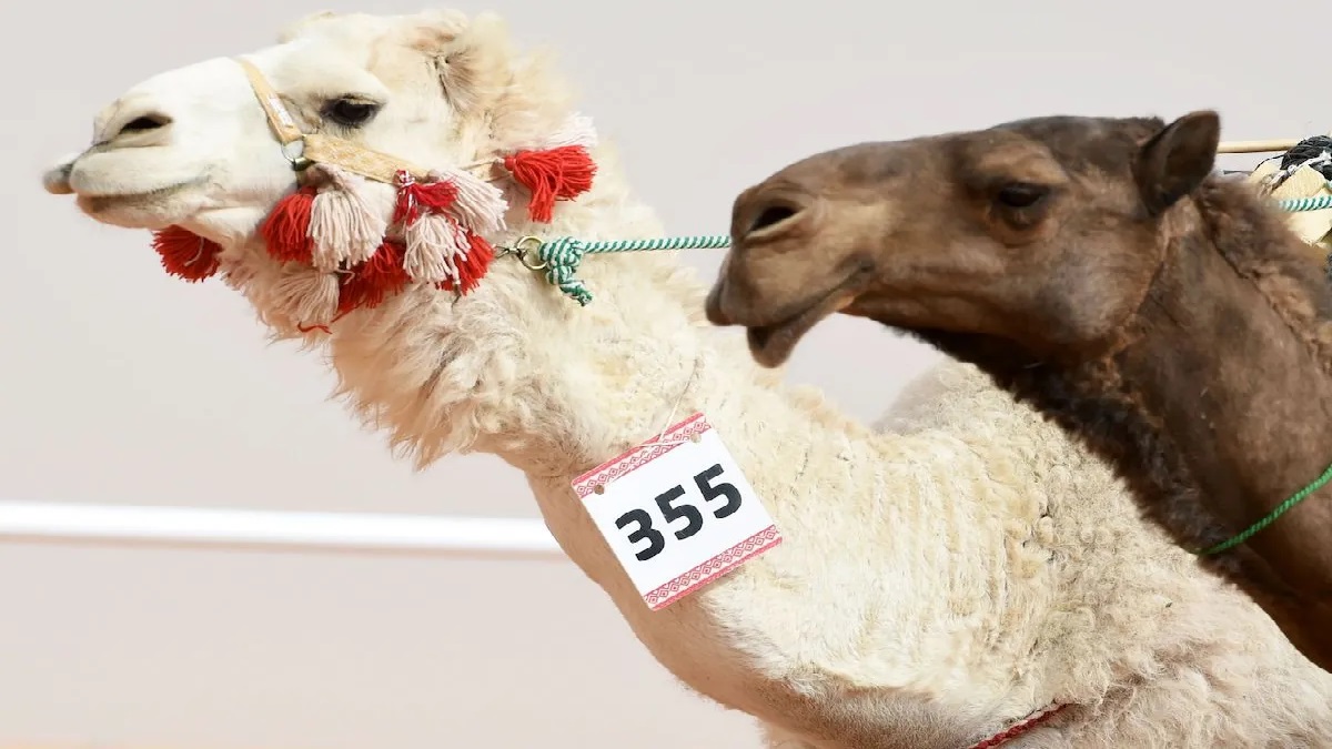 কসমেটিক সার্জারি করায় সুন্দরী প্রতিযোগিতায় বাদ পড়ল ৪০ উট