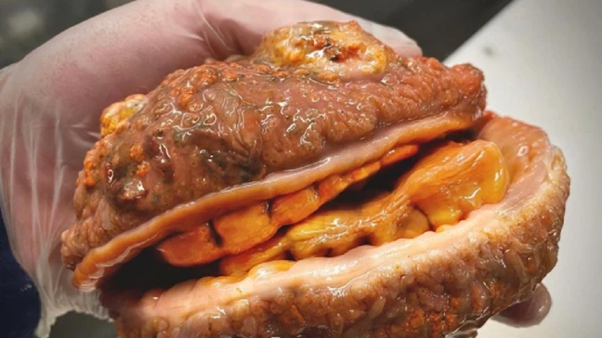 গভীর জলের চিজবার্গার!