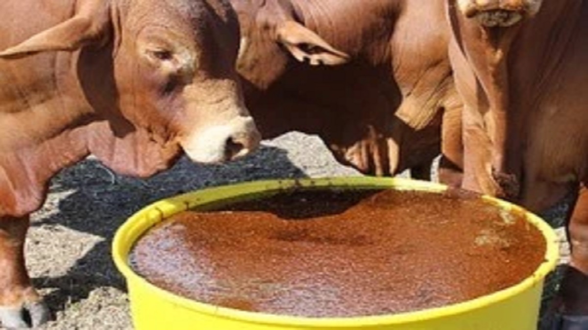 কিছুদিন আগেও হতো রফতানি, এখন আমদানি হচ্ছে চিটাগুড়