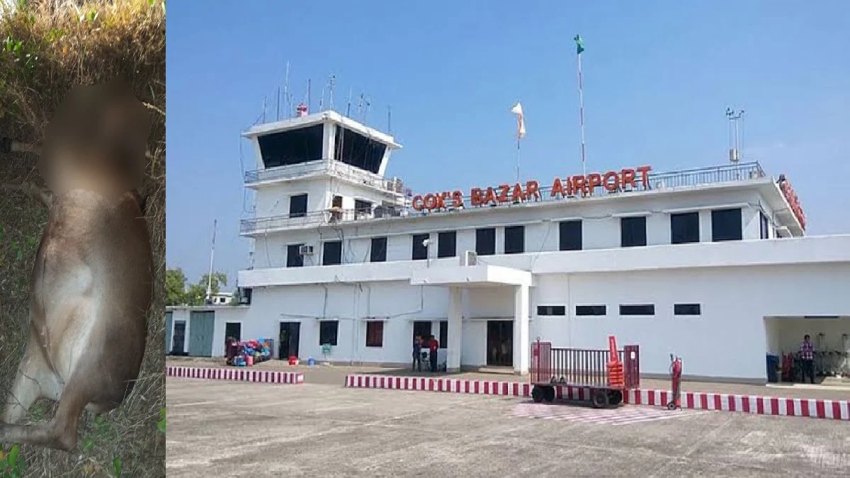রানওয়েতে বিমানের সাথে গরুর ধাক্কা লাগার ঘটনায় তদন্ত কমিটি গঠন
