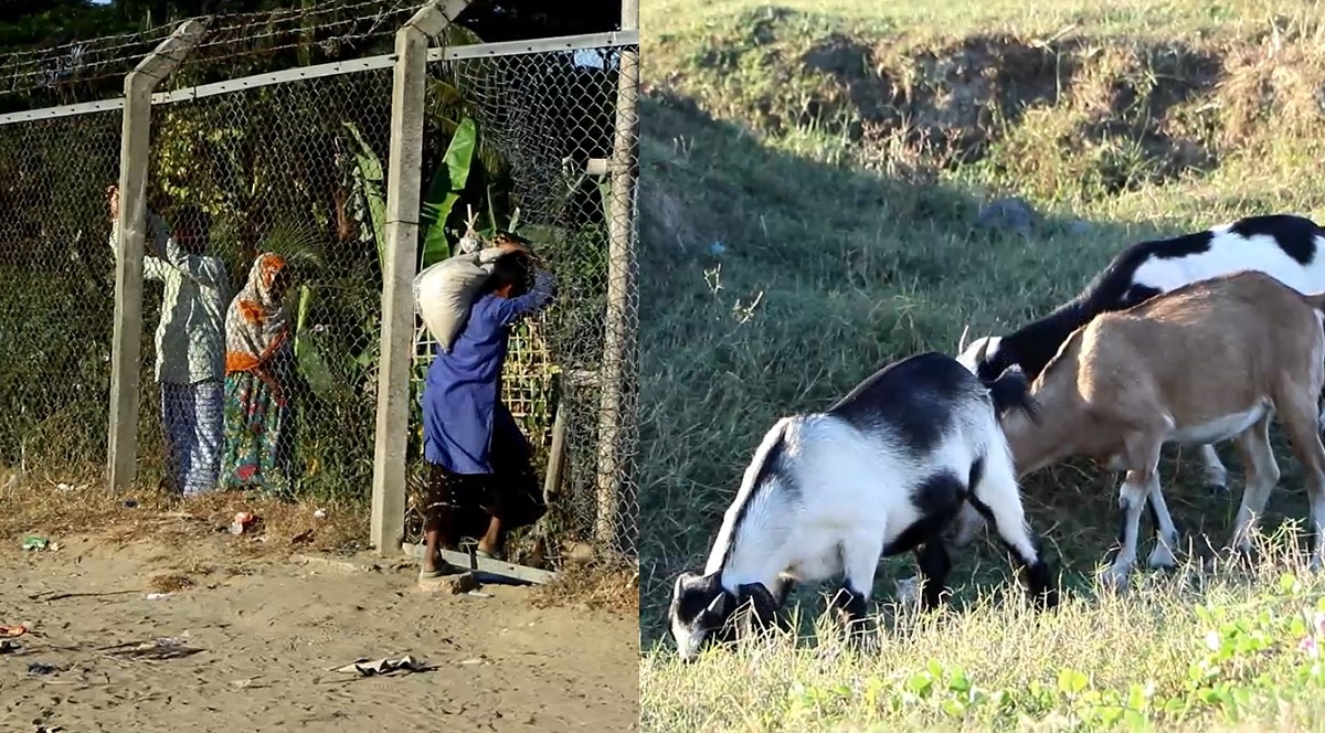 গরু-বিমান সংঘর্ষের পরও অরক্ষিত কক্সবাজার বিমান বন্দরের রানওয়ে