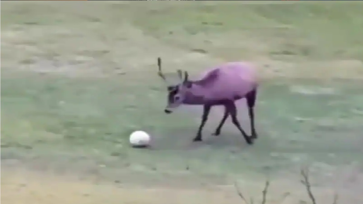 হরিণের ফুটবল খেলার ভিডিও ভাইরাল