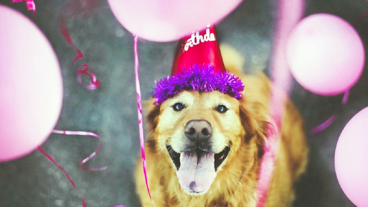 সাড়ে ১২ লাখ টাকা খরচ করে কুকুরের জন্মদিন পালন!