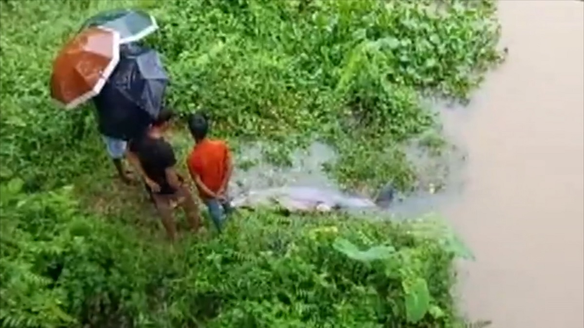 হালদায় ভেসে এলো মৃত ডলফিন