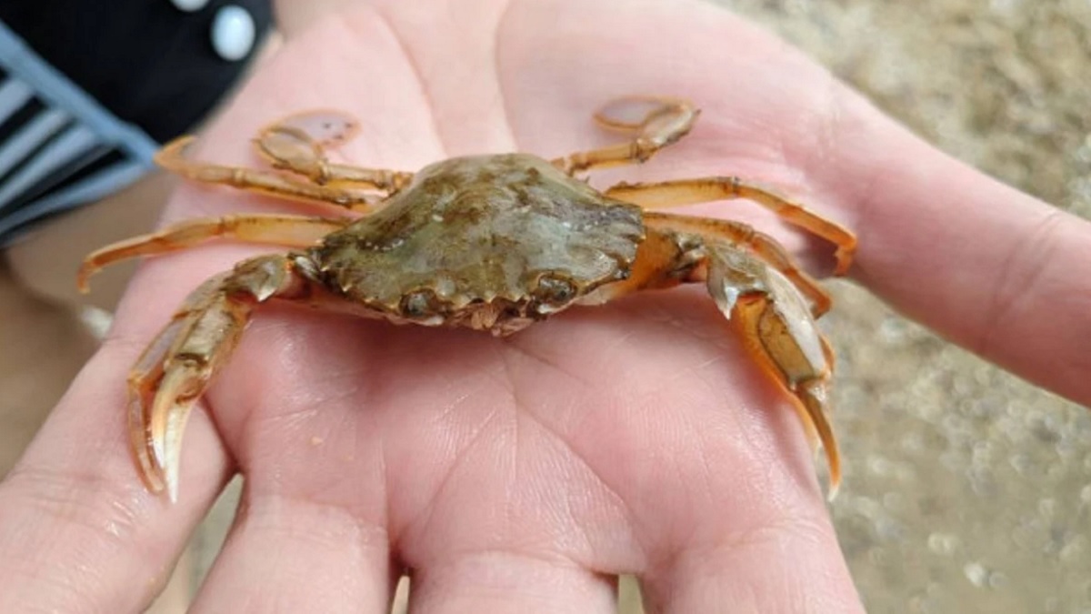 সৈকতে বেড়াতে এসে কাঁকড়া খেয়ে মৃত্যু: হোটেল-রেস্তোরাঁয় অভিযান