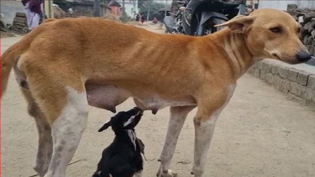 কুকুরের স্তন্যপান করে বড় হচ্ছে ছাগলছানা!