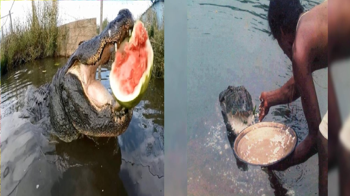 মাছ-মাংসে অরুচি, ৭০ বছর ধরে ভাত আর প্রসাদ খেয়েই বেঁচে আছে যে কুমির!