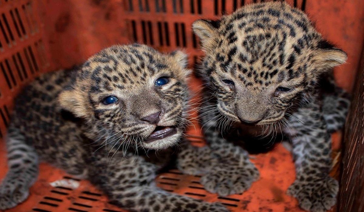 বিড়াল ছানা ভেবে ঘরে আনলেন বাঘের বাচ্চা!