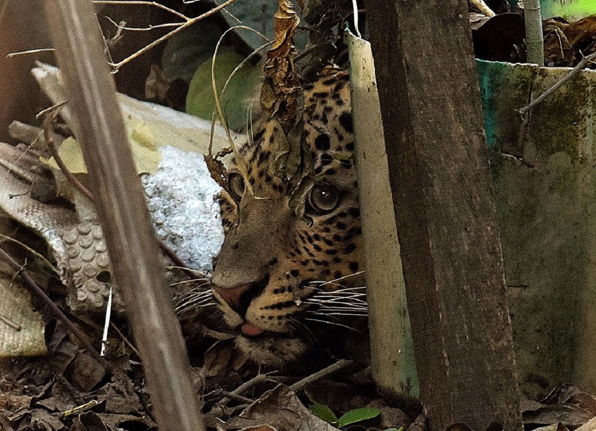 ভারতে লেডিস হোস্টেলে চিতাবাঘের আক্রমণ, আহত ১৫