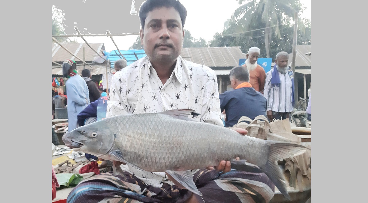 কুড়িগ্রামের গঙ্গাধর নদীতে ধরা পড়ছে বিপন্ন প্রজাতির মাছ