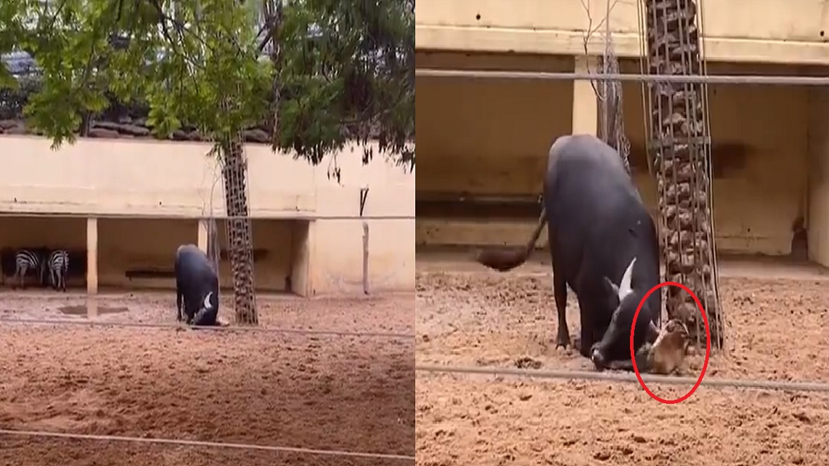 ক্ষুদ্র কচ্ছপের জীবন বাঁচালো মহিষ, ভিডিও ভাইরাল