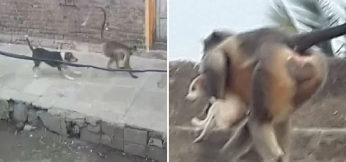 বানরের প্রতিশোধ: ১ খুনের বদলা নিতে ২৫০ খুন!