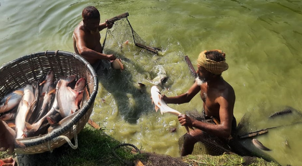পাঙ্গাস চাষে সফল আটিয়া গ্রামবাসী, নজর নেই মৎস অফিসের!
