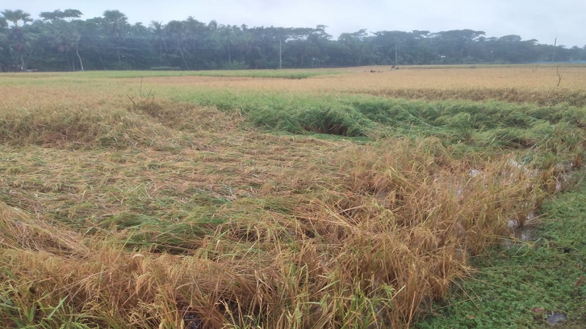 জাওয়াদের প্রভাবে পটুয়াখালীতে আমন, ডাল ও তরমুজের ক্ষতির আশঙ্কা