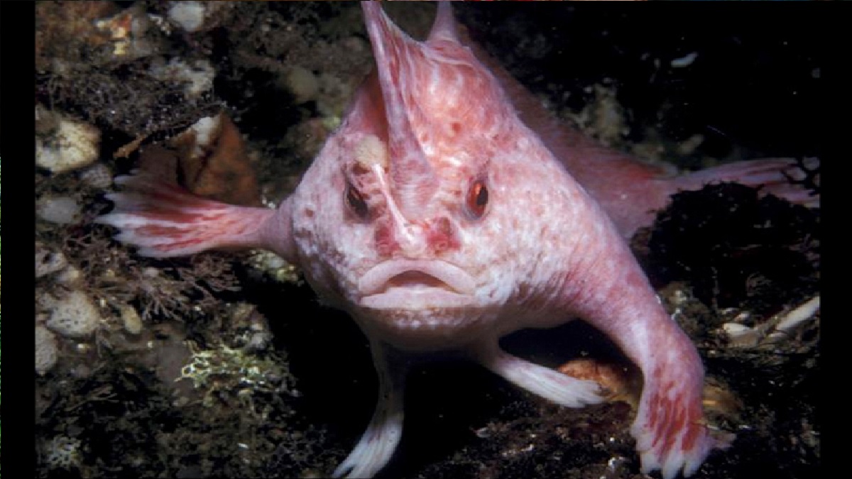 হাত দিয়ে সমুদ্রের তলদেশ চষে বেড়ানো বিরল মাছের সন্ধান