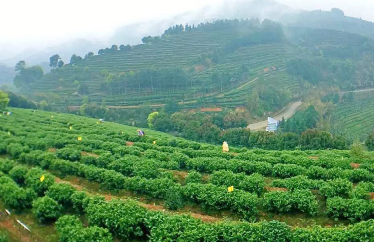 করোনা মহামারির প্রভাব থেকে ঘুরে দাঁড়িয়েছে চীনের চা শিল্প