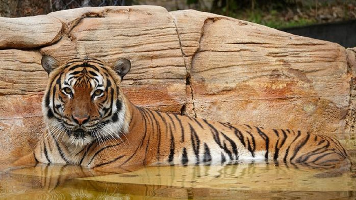 পরিচ্ছন্নতাকর্মীর ওপর হামলা; চিড়িয়াখানায় বাঘকে গুলি করে হত্যা