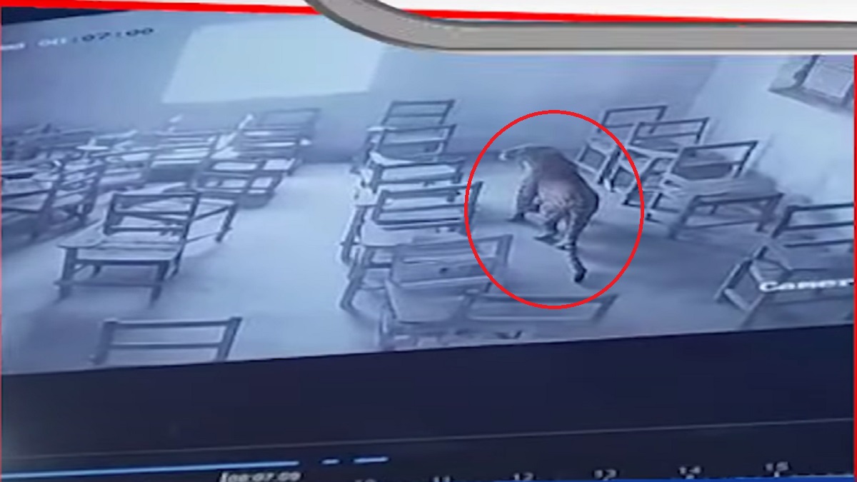 ক্লাসরুমে ঢুকে চিতাবাঘের আক্রমণ!