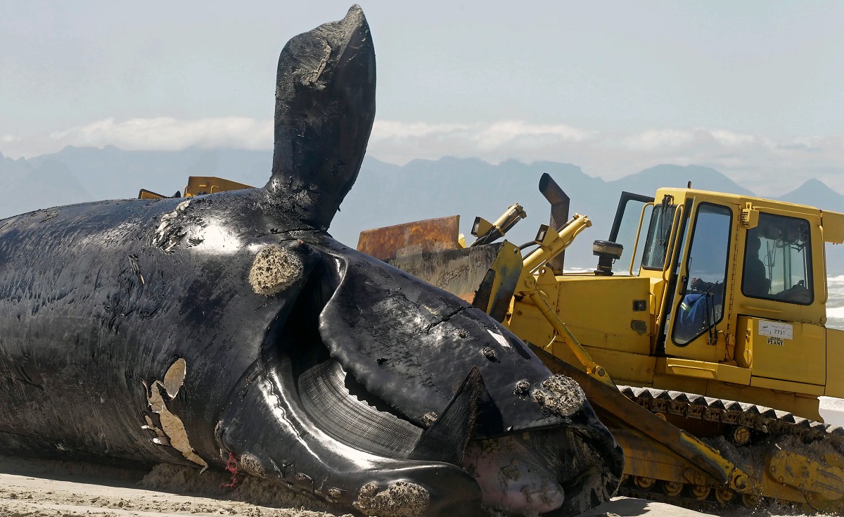 বিশাল তিমিটি সরাতে দক্ষিণ আফ্রিকাজুড়ে হুলস্থুল, ছবি দেখুন