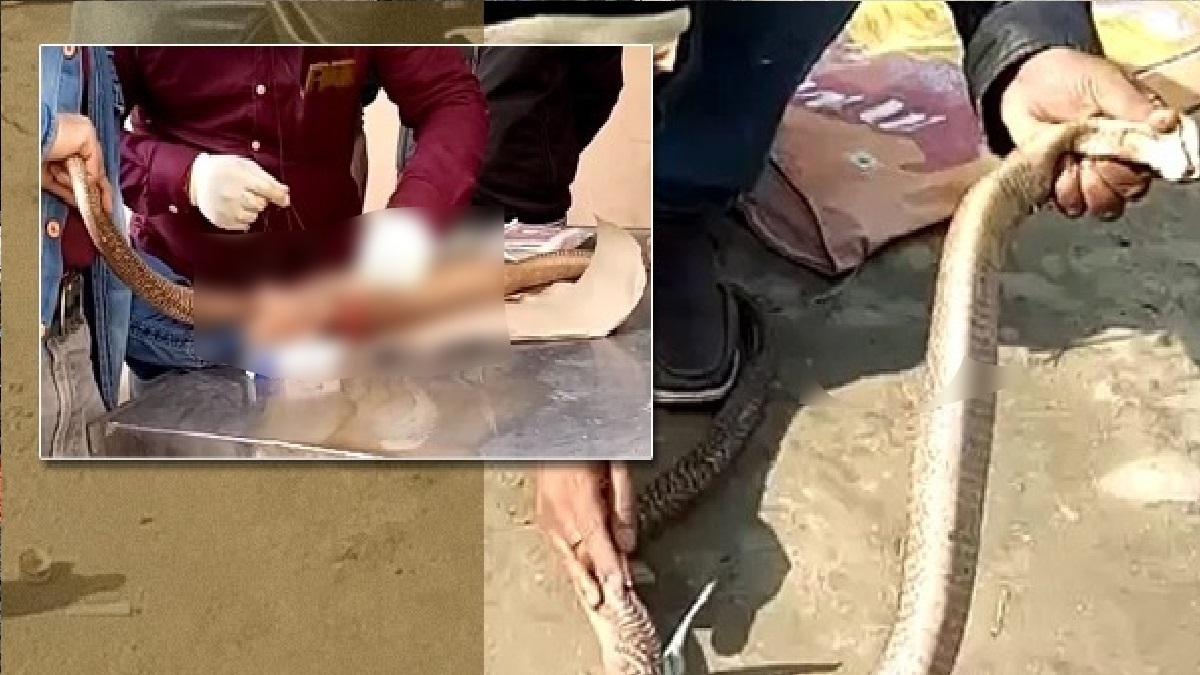 পেটে ৩০টি সেলাই দিয়ে জঙ্গলে ফেরত পাঠানো হলো বিষধর গোখরাকে