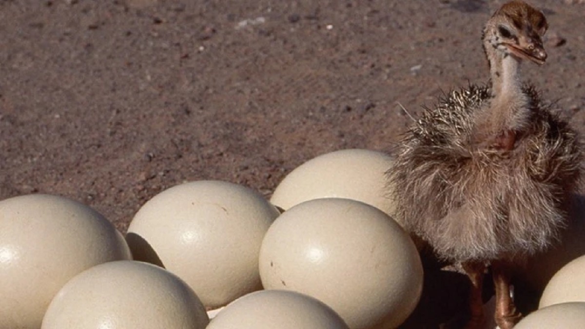 ৫০ হাজার বছর আগে যোগাযোগের মাধ্যম ছিল উটপাখির ডিম: গবেষণা