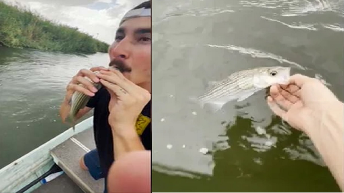 সিপিআর পদ্ধতিতে মাছের জীবন বাঁচিয়ে ভাইরাল যুবক