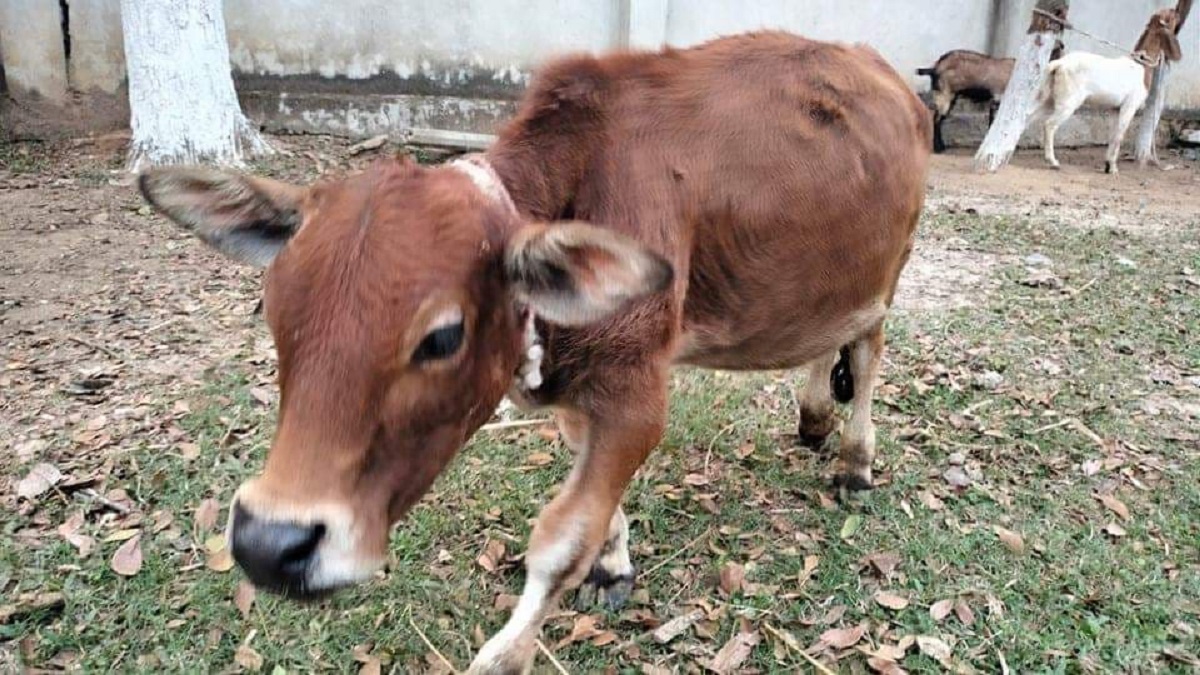 সবচেয়ে খর্বাকৃতির গরু হিসেবে গিনেস বুকে চারু