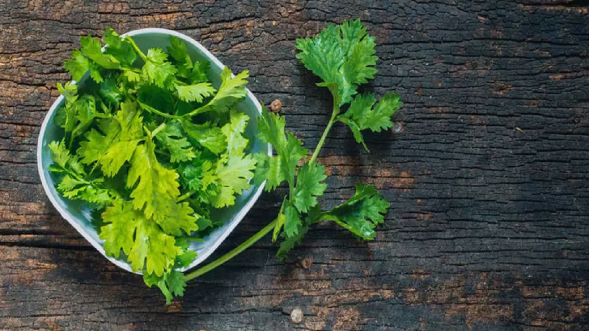 রান্নায় প্রতি পদে ধনেপাতার ব্যবহার, জানেন তাতে কী হচ্ছে?