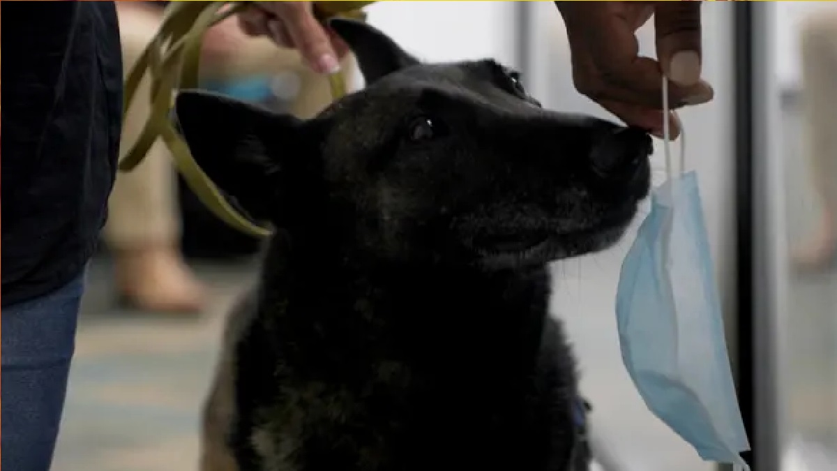 এবার ঘ্রাণ শুঁকে করোনা শনাক্ত করবে কুকুর!