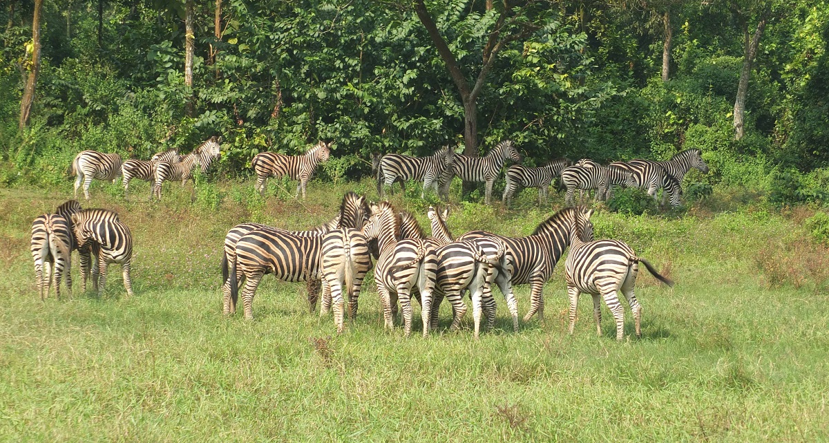 গাজীপুরের বঙ্গবন্ধু সাফারি পার্কে ফের জেব্রার মৃত্যু