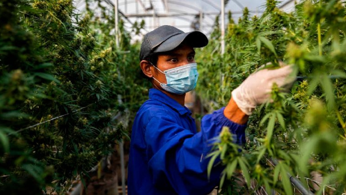 ঘরে ঘরে গাঁজা চাষের অনুমতি দিচ্ছে থাইল্যান্ড