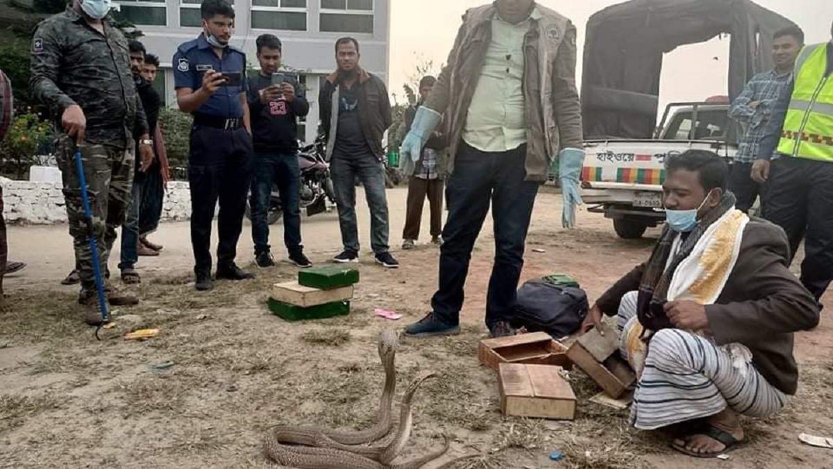 বাক্স খুলতেই ওসির দিকে ফণা তুললো বিষধর সাপ