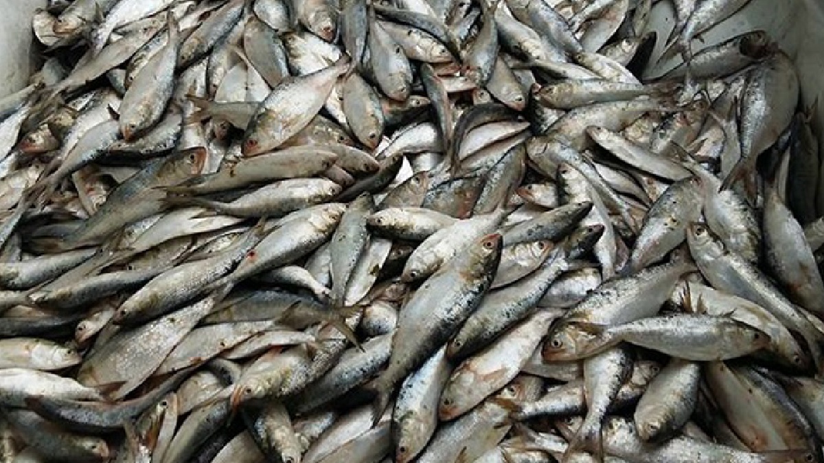 প্রভাবশালীদের ‘ম্যানেজ’ করে অবাধে চলছে জাটকা শিকার