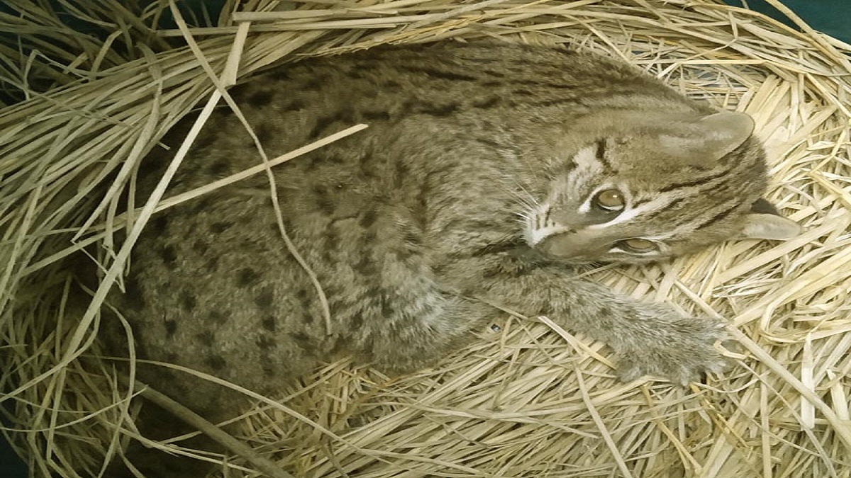 পাবনায় মেছোবাঘ আটক