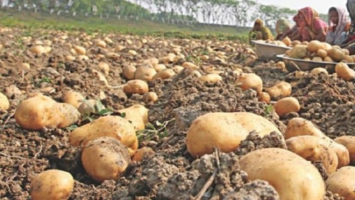 পূরণ হয়নি আলু আবাদের লক্ষ্য, বিকল্প ফসল চাষের পরামর্শ কৃষি বিভাগের