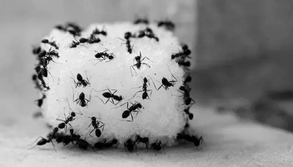 পিঁপড়া খেলে সত্যিই কি আয়ু বাড়ে?