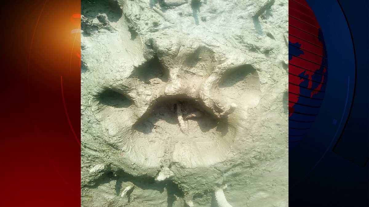 সুন্দরবন সংলগ্ন গ্রামে বাঘের পায়ের ছাপ নিয়ে রহস্য