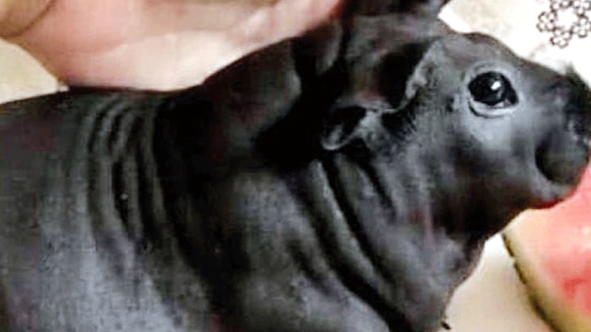 কুকুর মনে করে বাড়িতে আনলেন বিশাল আকৃতির ইঁদুর!