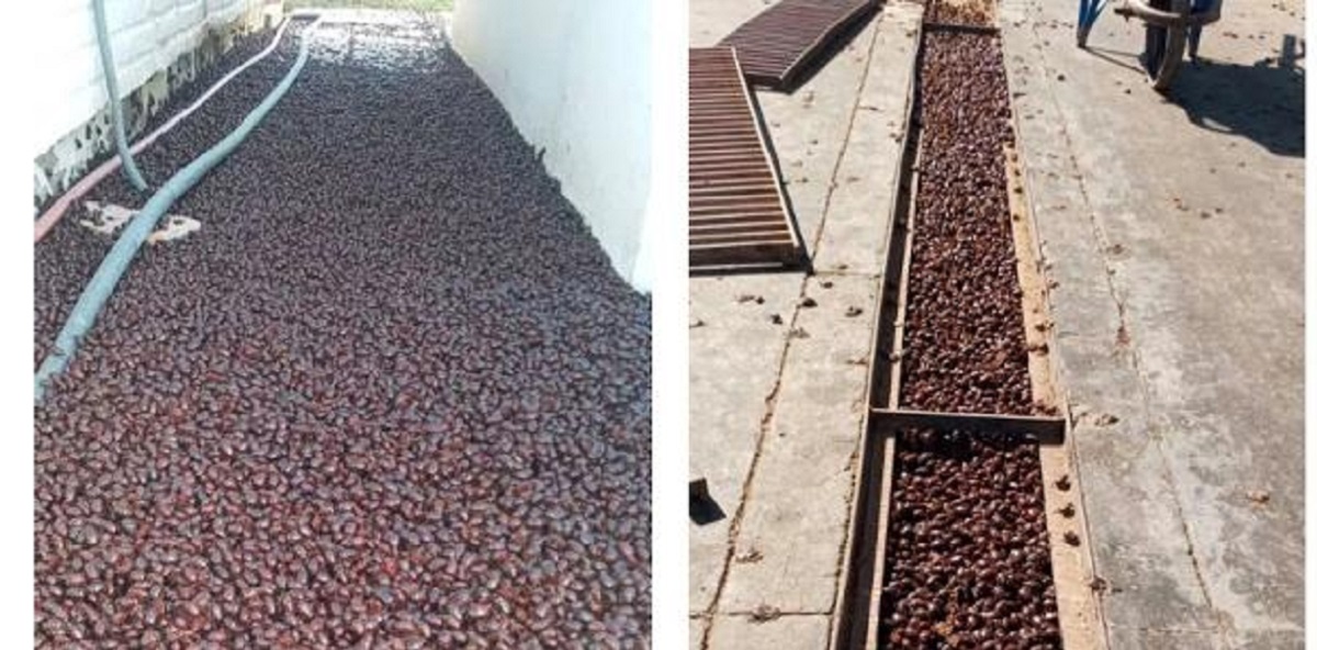 গুবরে পোকার দখলে আর্জেন্টিনার শহর, টানা তিনদিন আলো বন্ধের নির্দেশ