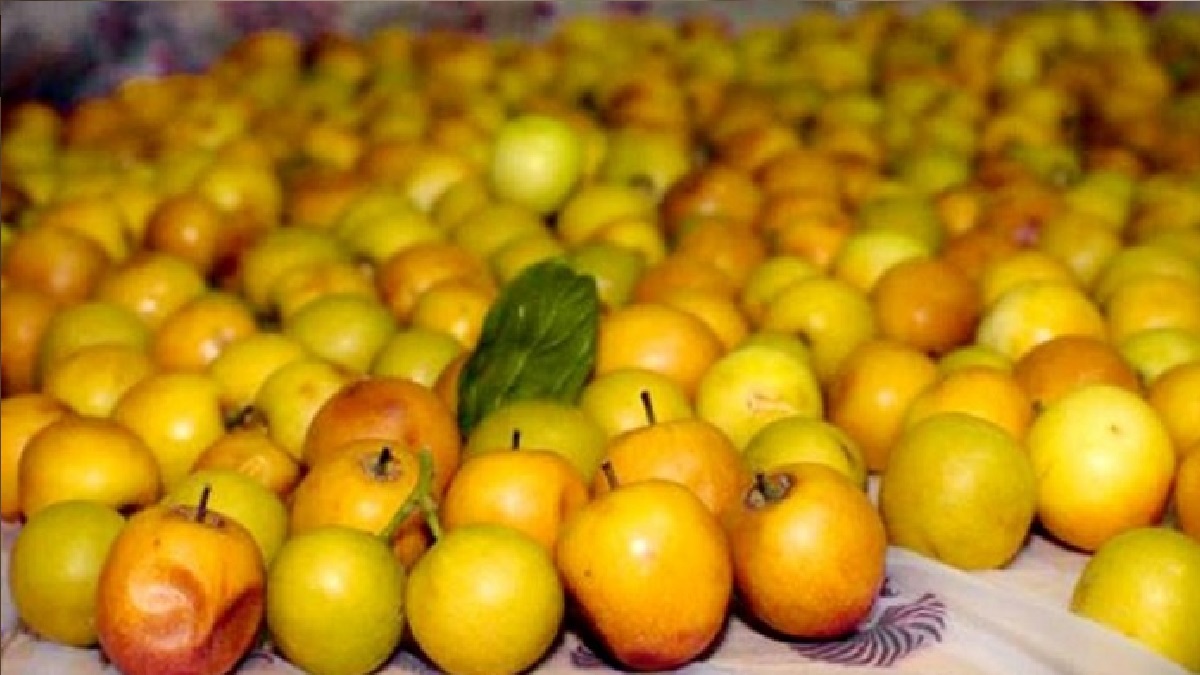 বরই খাচ্ছেন, গুণাগুণ জানেন তো?