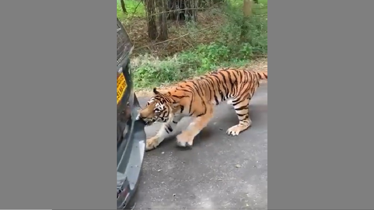 পর্যটকবাহী গাড়িকে টেনে নিয়ে যাচ্ছে বাঘ! (ভিডিও)