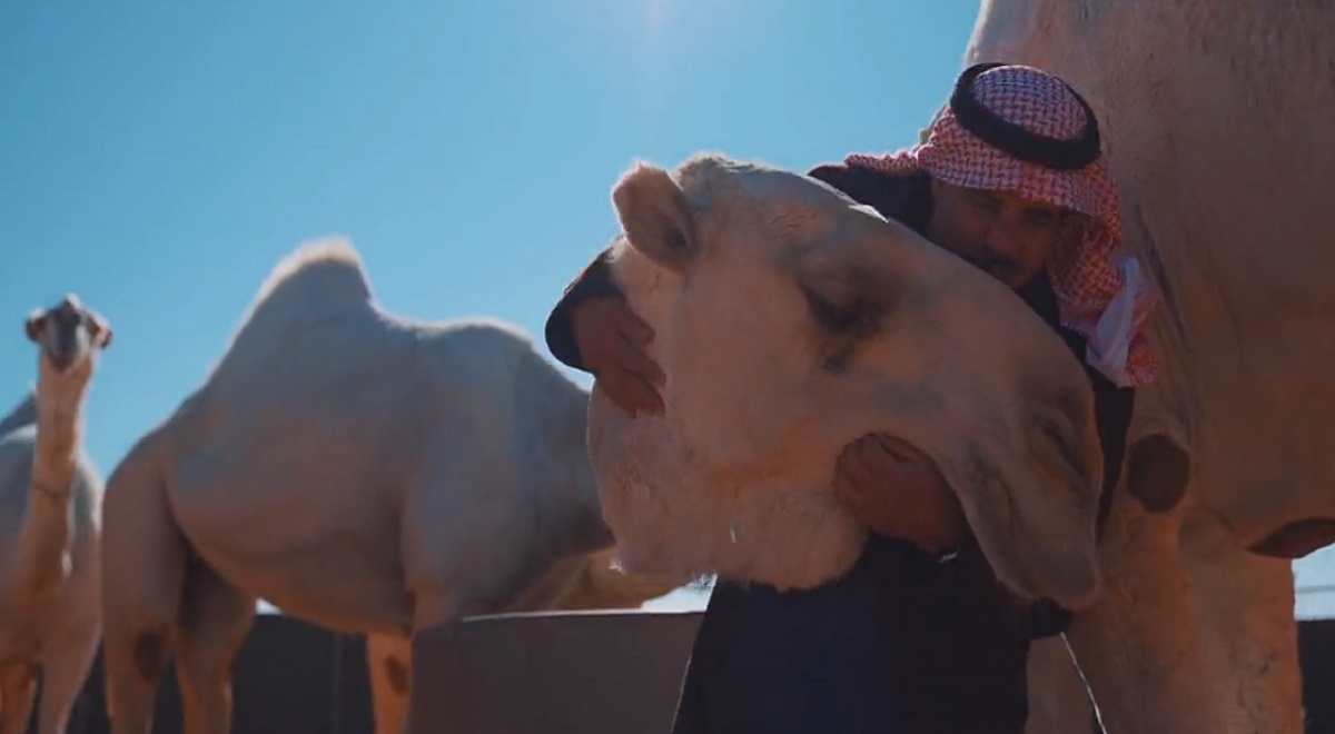 উটের জন্য ফাইভ স্টার হোটেল সৌদি আরবে (ভিডিও)