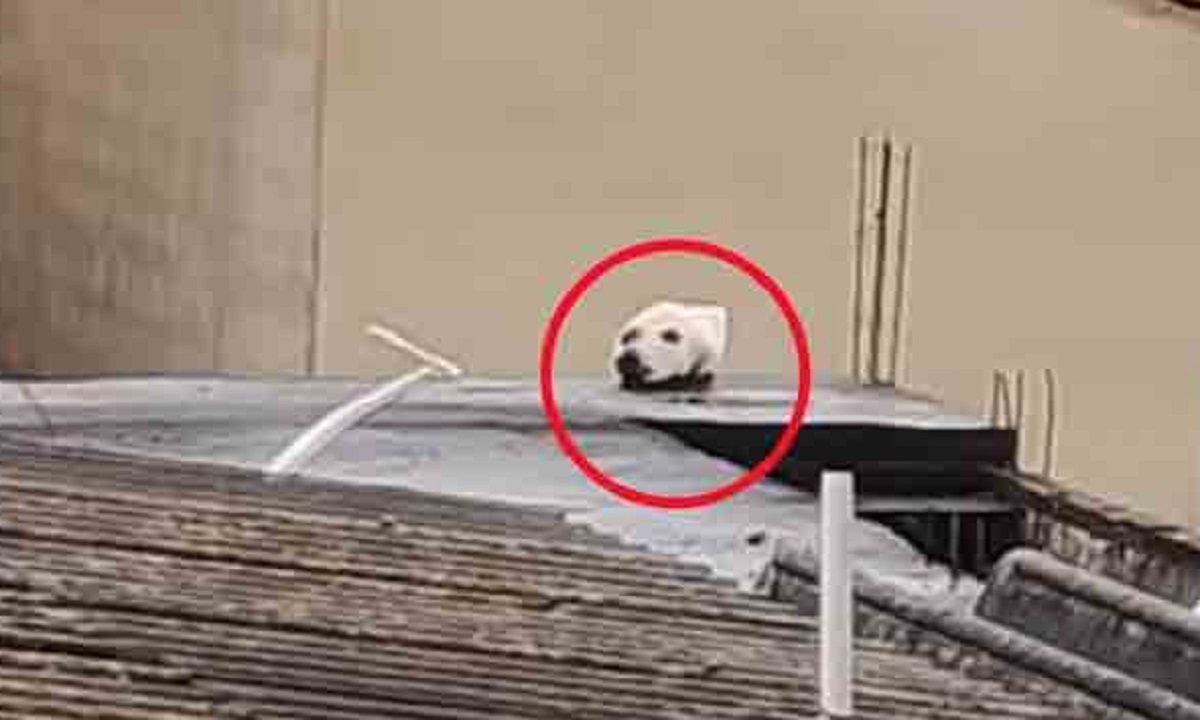 ছাদে কুকুর, না অন্য কিছু? ভিডিও দেখলে চমকে যাবেন