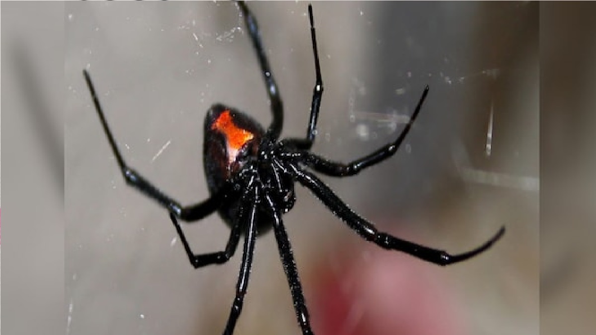 ম্যাক ডোনাল্ডসের চিকেন রোলে পাওয়া গেলো মাকড়সা!